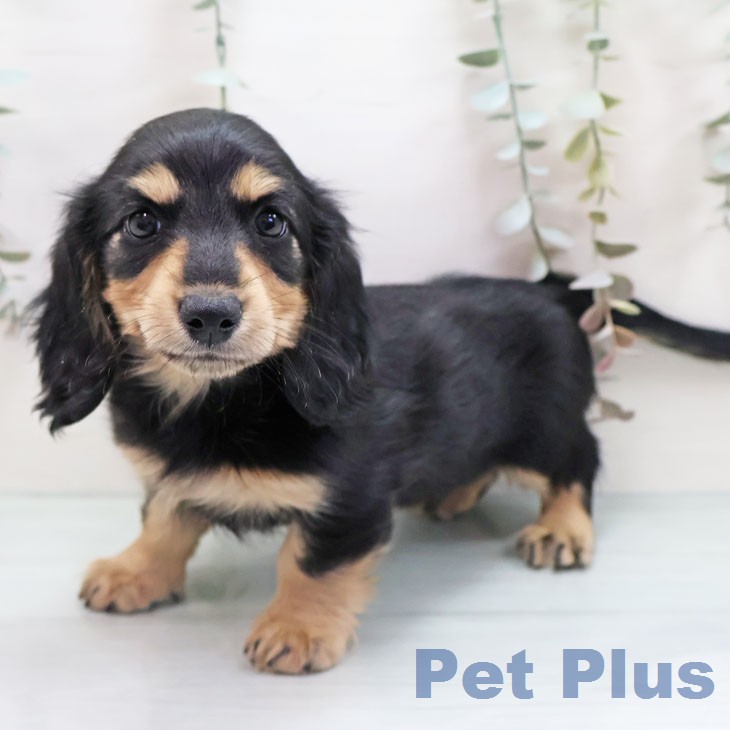 ミニチュア・ダックスフンドの写真2