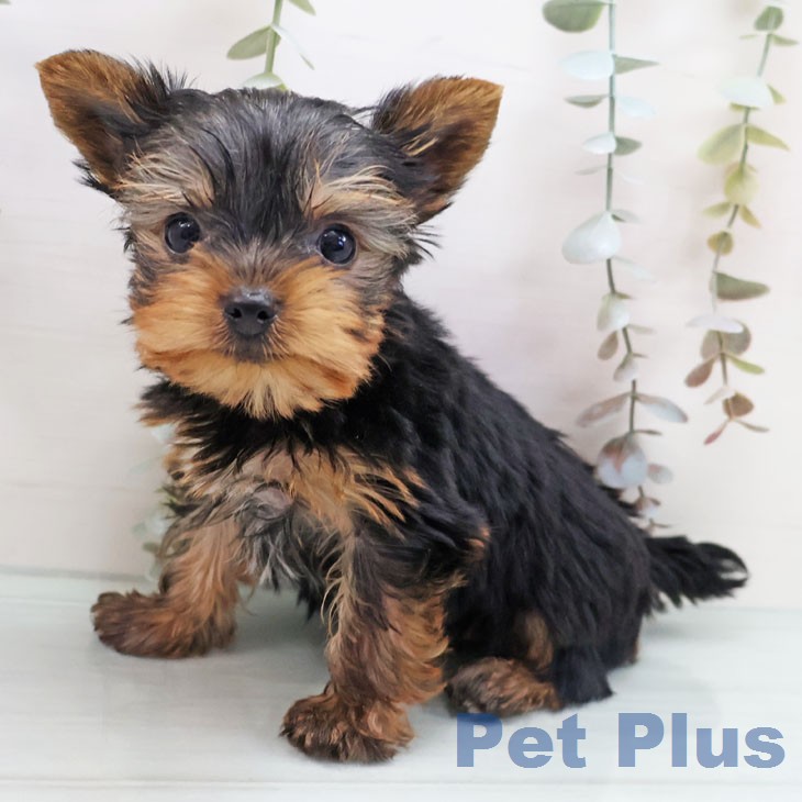 ヨークシャー・テリア