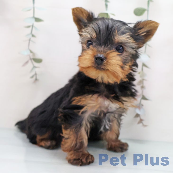 ヨークシャー・テリアの写真2