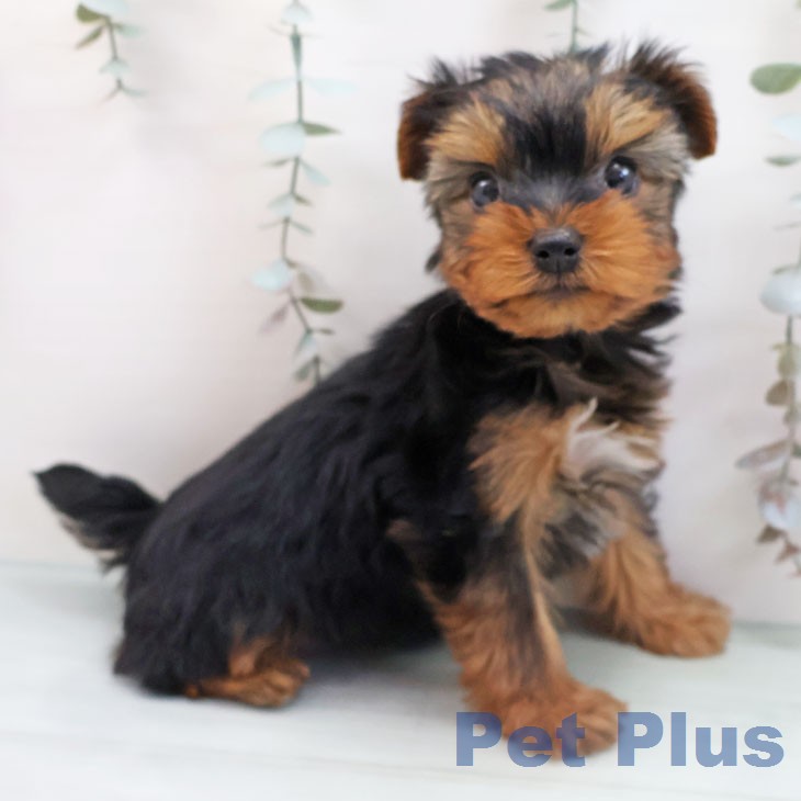 ヨークシャー・テリア