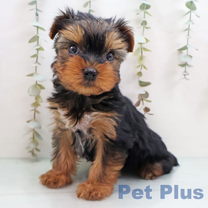 ヨークシャー・テリア