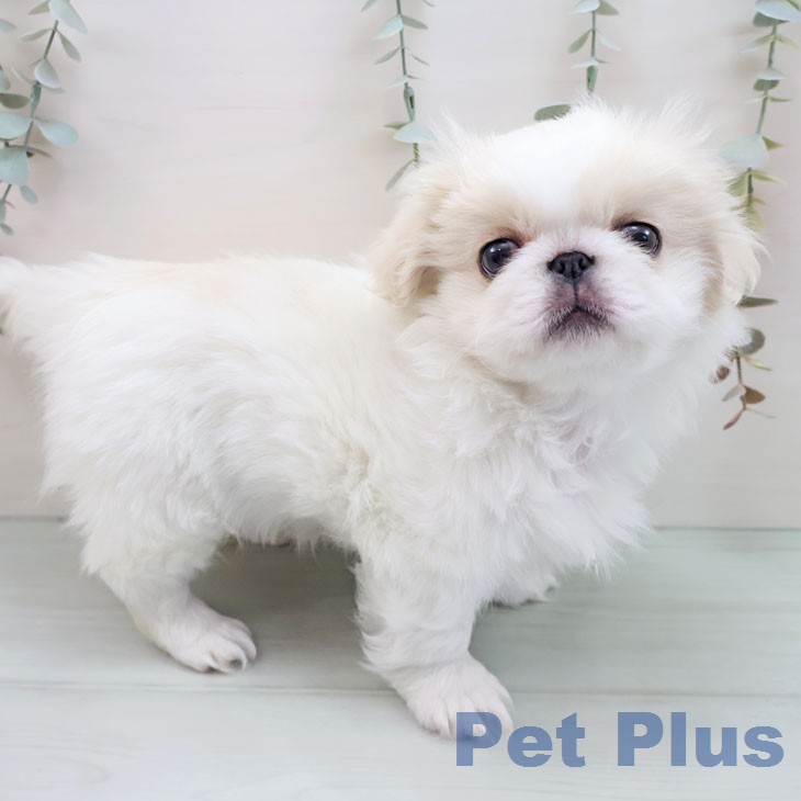 ペキニーズの写真2