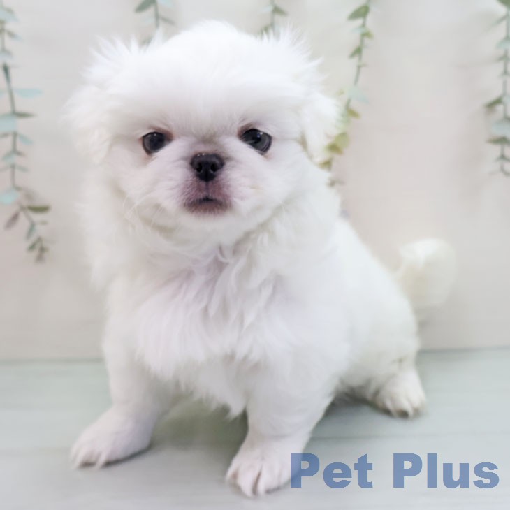 ペキニーズの写真2