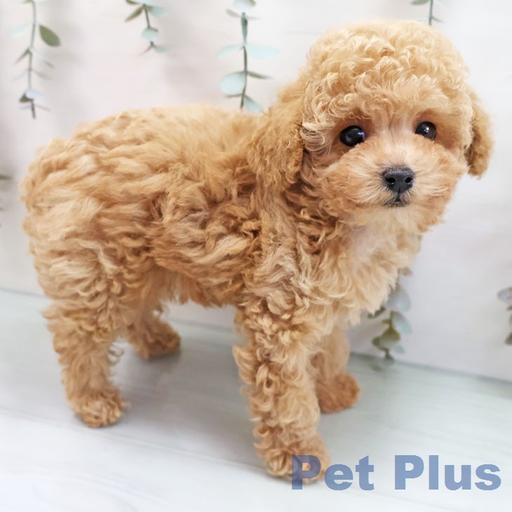 トイ・プードル