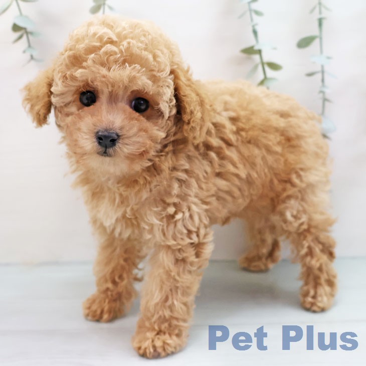 トイ・プードルの写真2