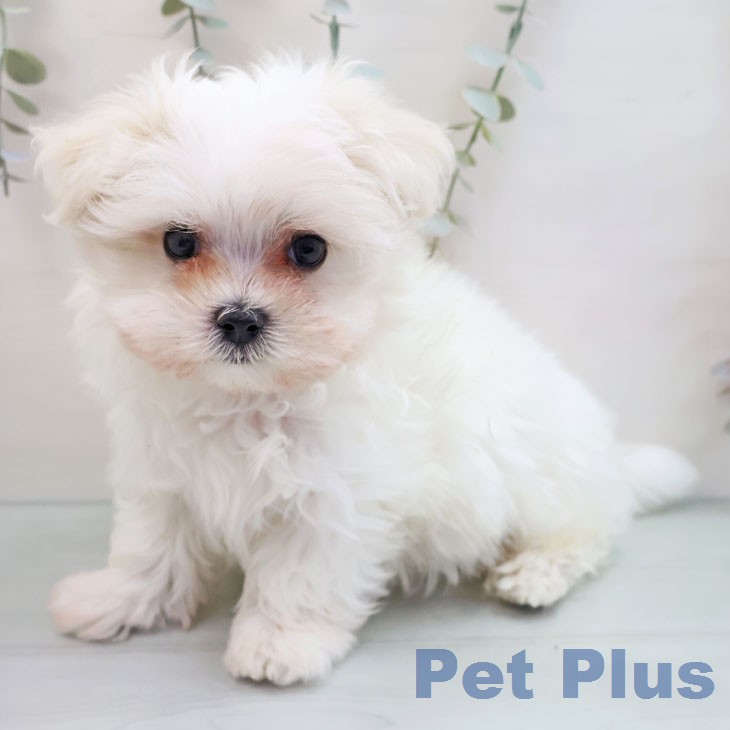 マルチーズの写真2