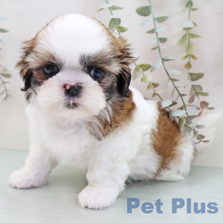 シー・ズーの写真2