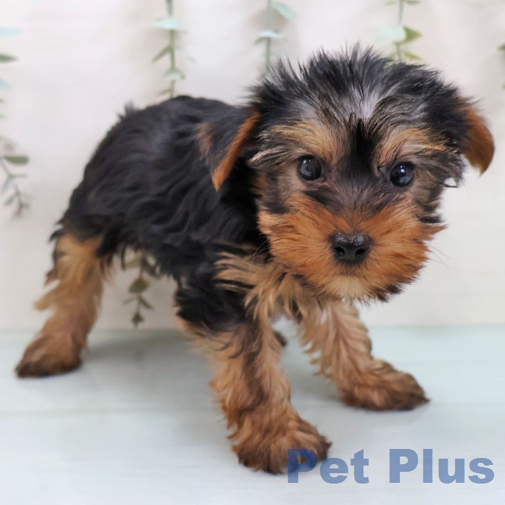 ヨークシャー・テリア