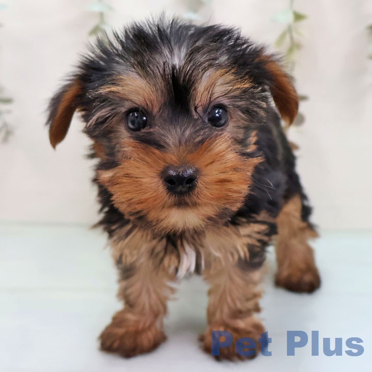 ヨークシャー・テリアの写真2