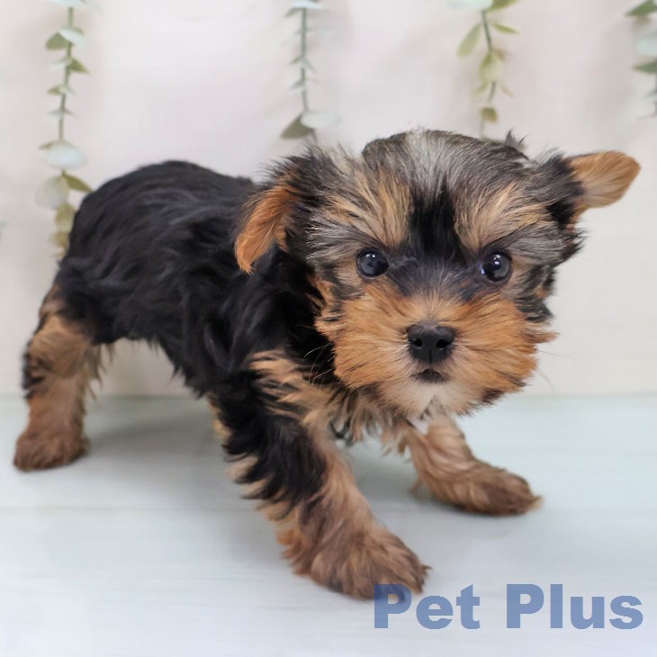 ヨークシャー・テリアの写真2