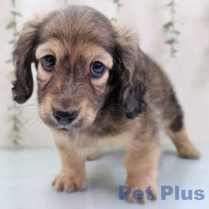 ミニチュア・ダックスフンド