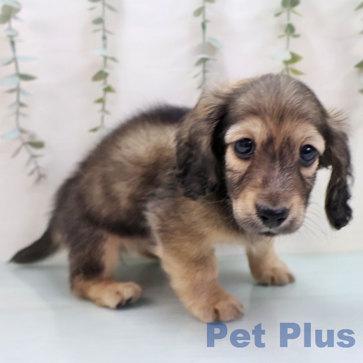 ミニチュア・ダックスフンドの写真2