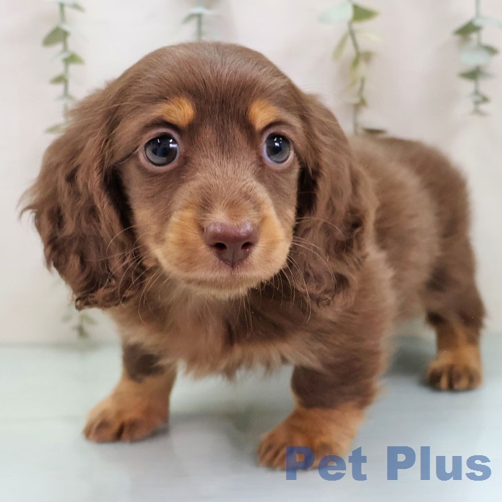 ミニチュア・ダックスフンド