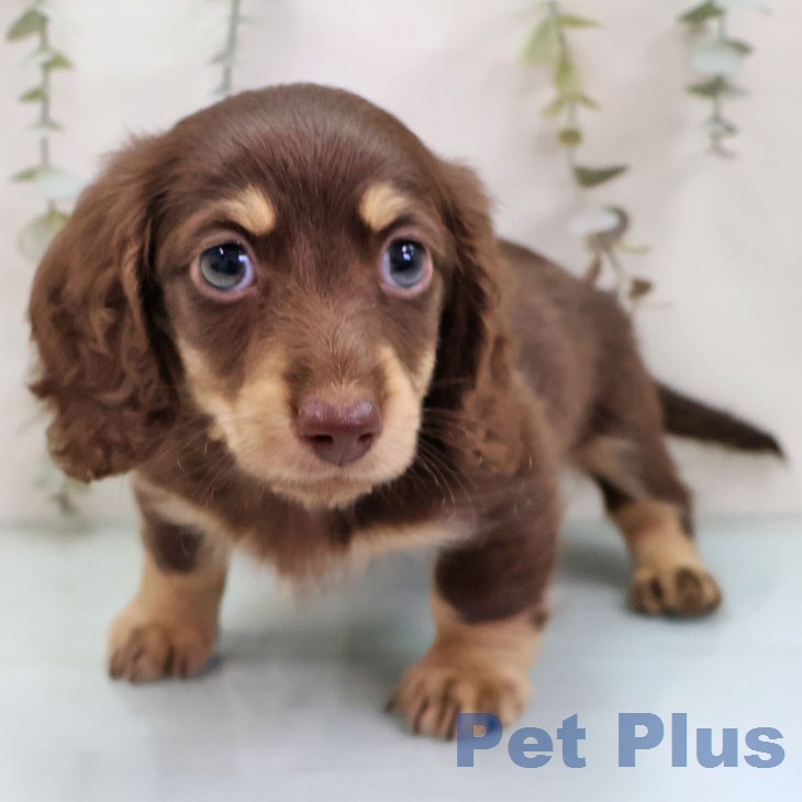 ミニチュア・ダックスフンド