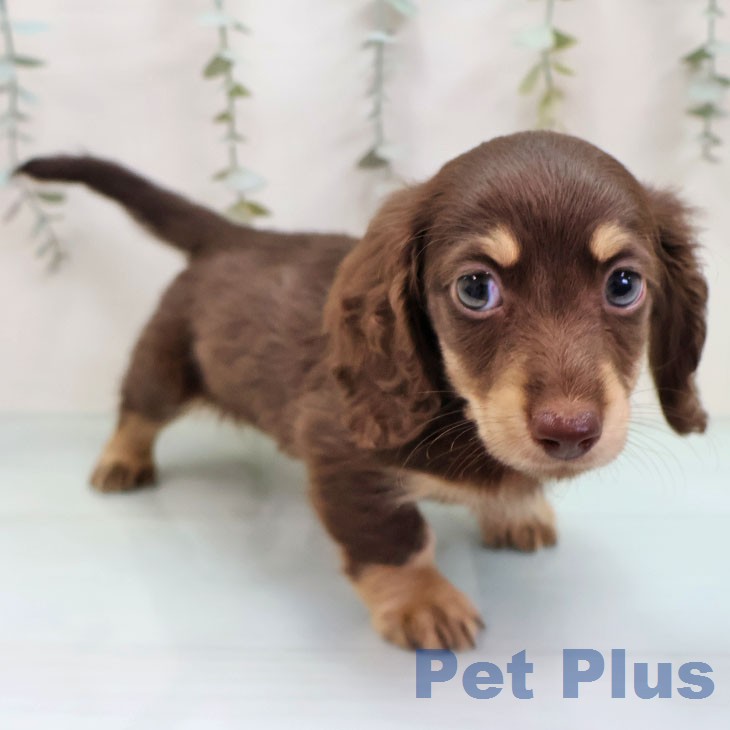 ミニチュア・ダックスフンドの写真2