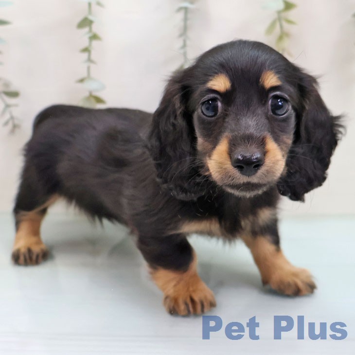 ミニチュア・ダックスフンド