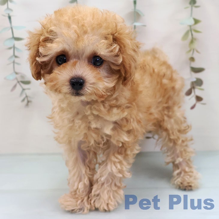 トイ・プードル