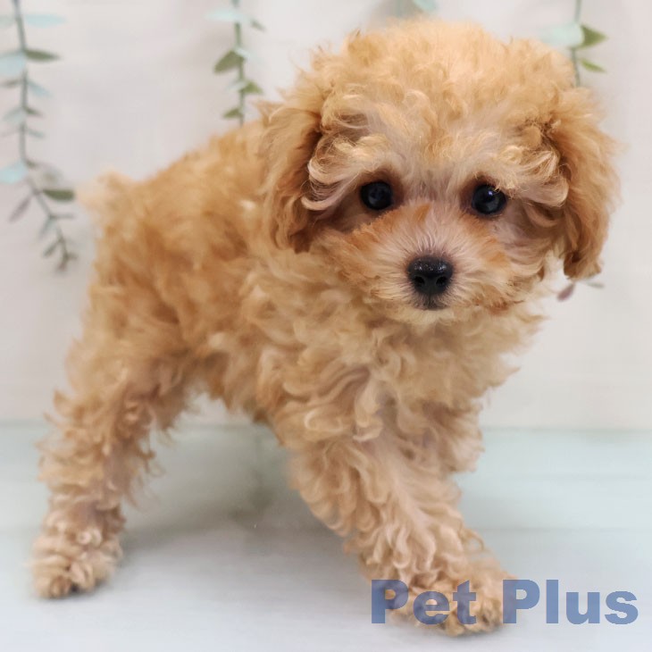 トイ・プードルの写真2