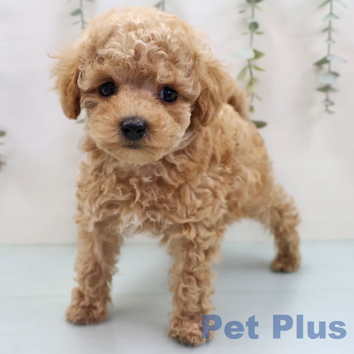 トイ・プードル