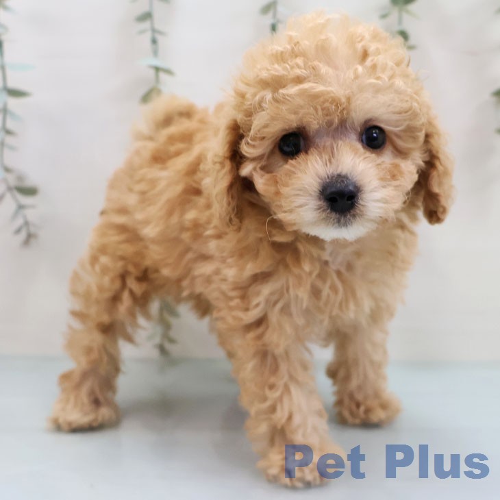 トイ・プードル