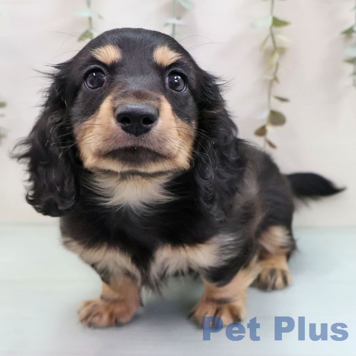 ミニチュア・ダックスフンドの写真2