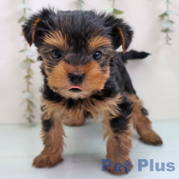 ヨークシャー・テリア