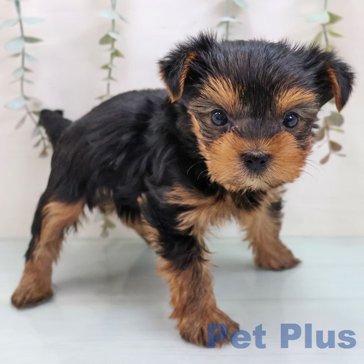 ヨークシャー・テリアの写真2