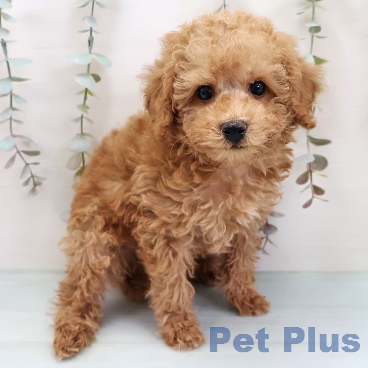 トイ・プードルの写真2