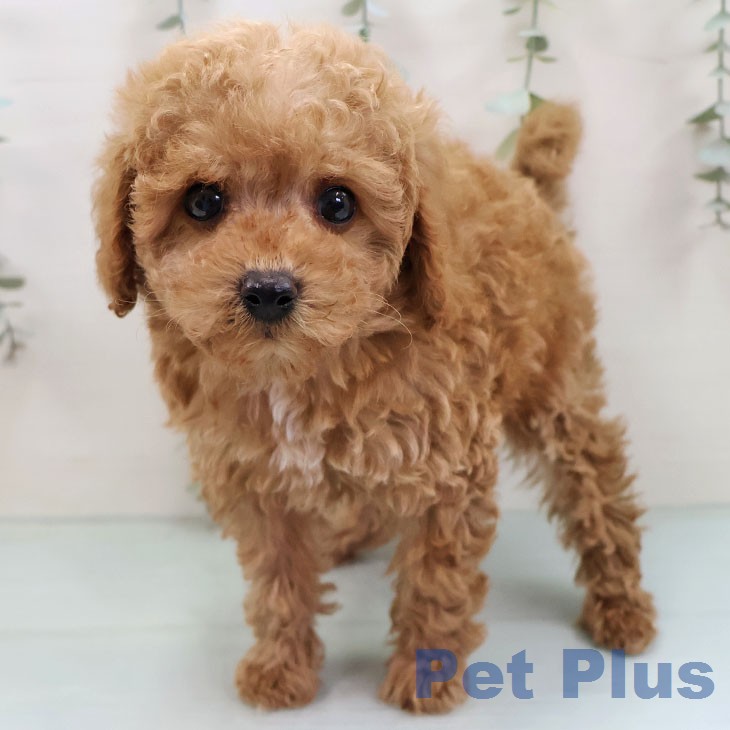 トイ・プードル