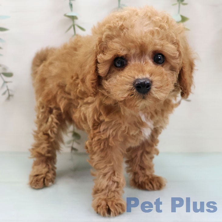 トイ・プードルの写真2