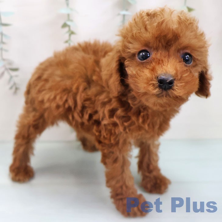 トイ・プードル