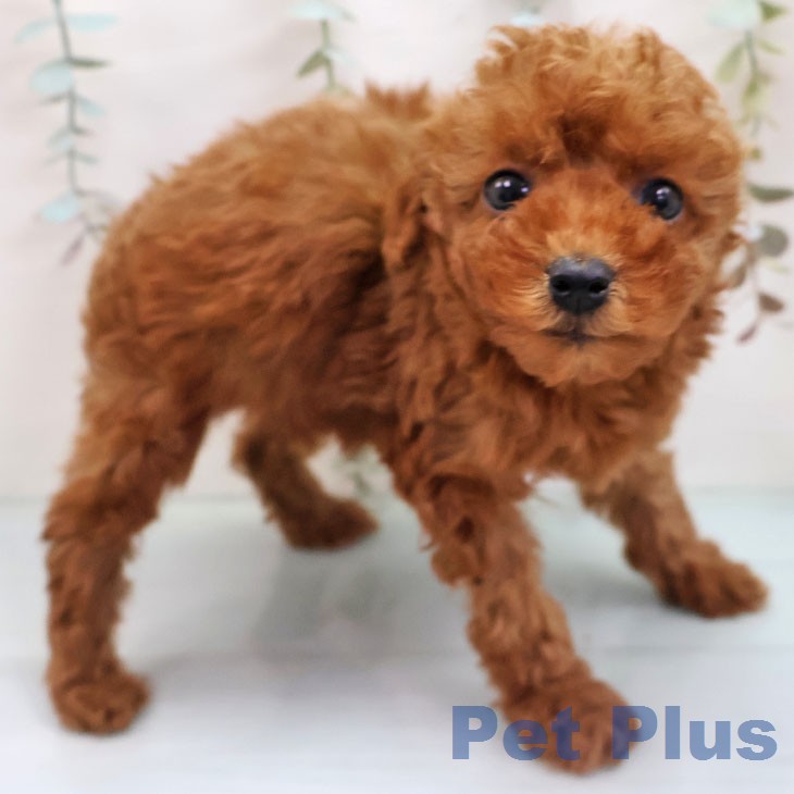 トイ・プードル