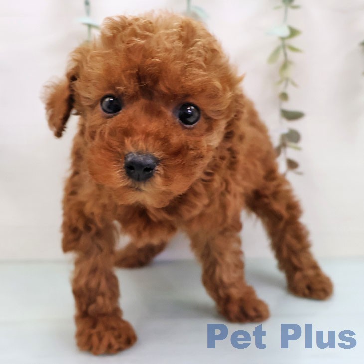 トイ・プードルの写真2