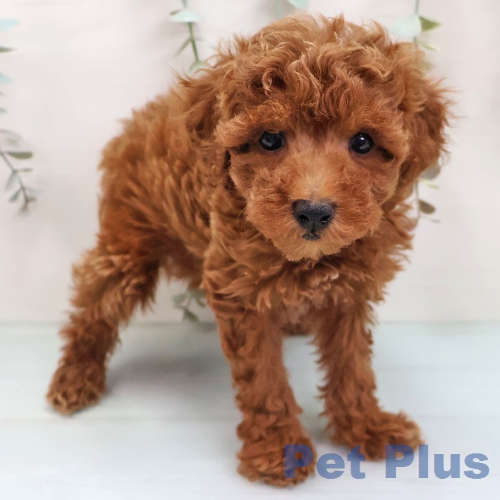 トイ・プードル