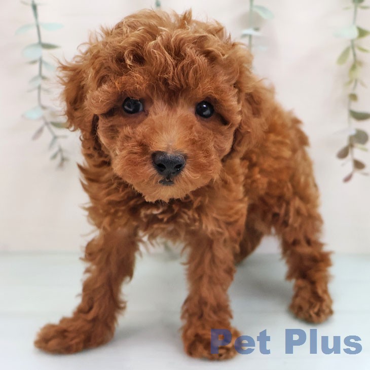 トイ・プードル