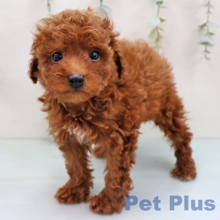 トイ・プードル