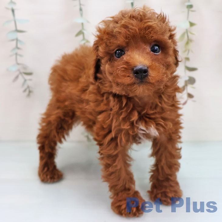 トイ・プードルの写真2