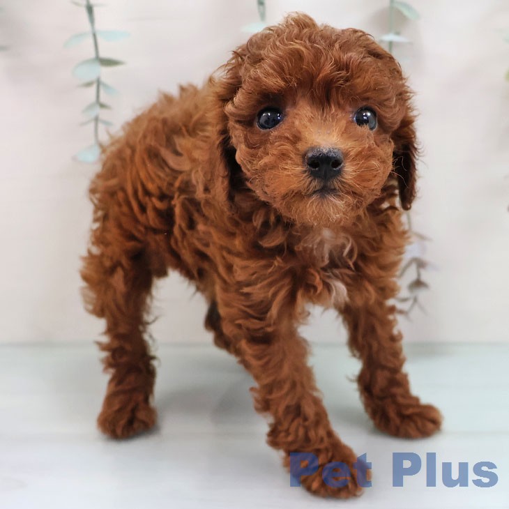 トイ・プードル