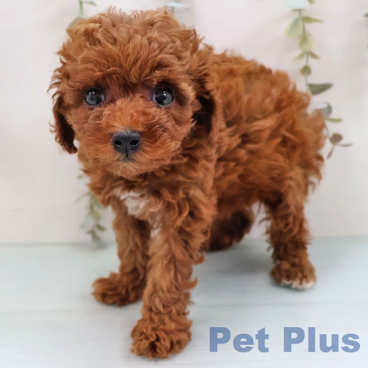 トイ・プードル