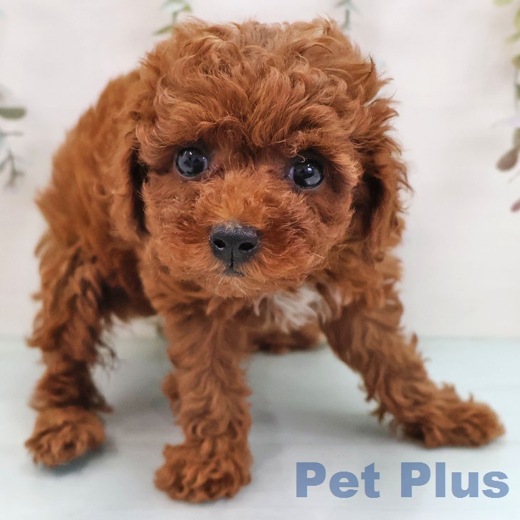 トイ・プードルの写真2