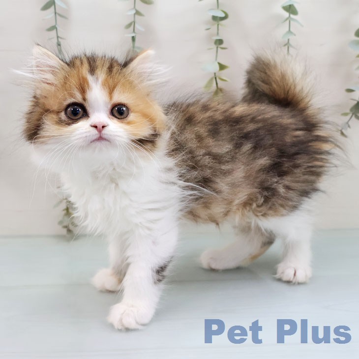 ラガマフィンの写真2