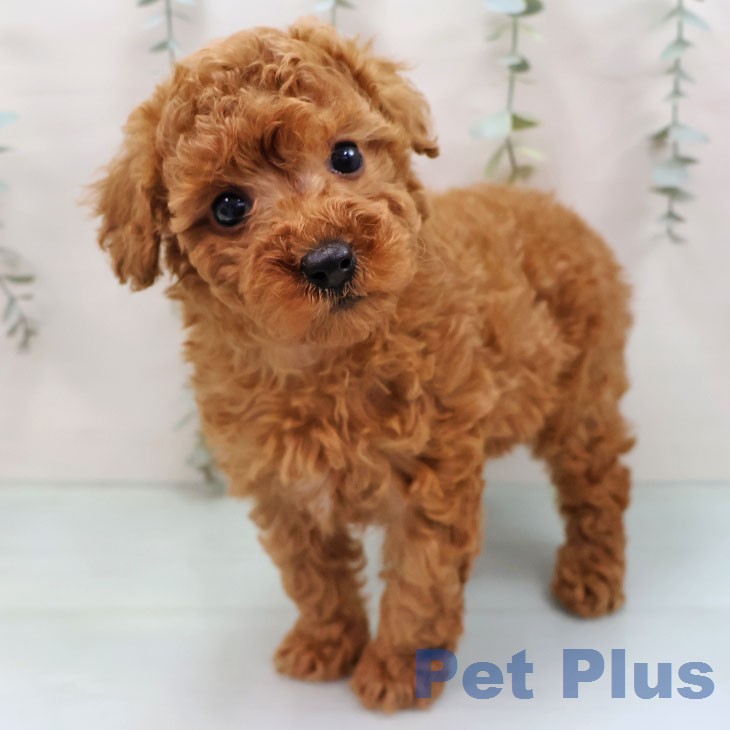 トイ・プードル