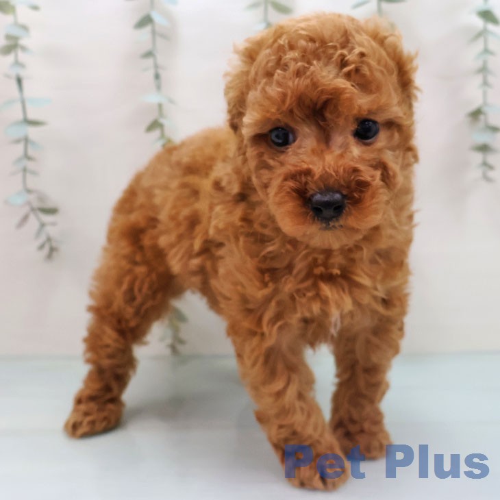 トイ・プードル