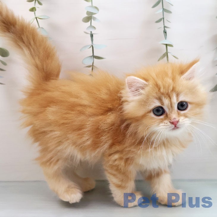 ラガマフィンの写真2