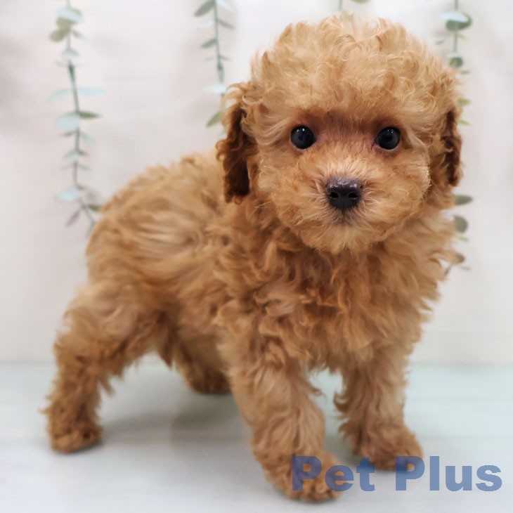 トイ・プードル