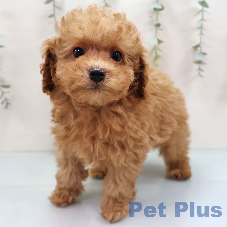 トイ・プードル