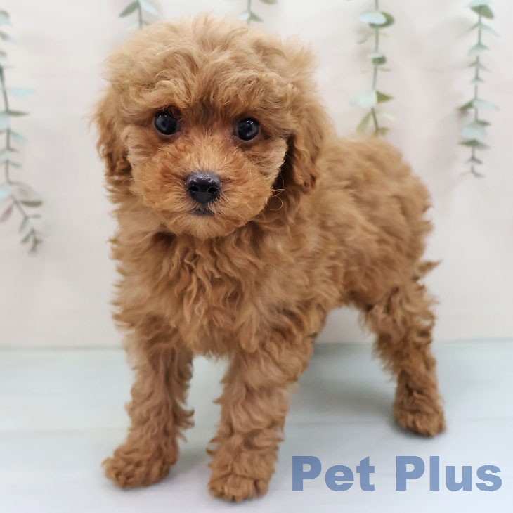 トイ・プードル