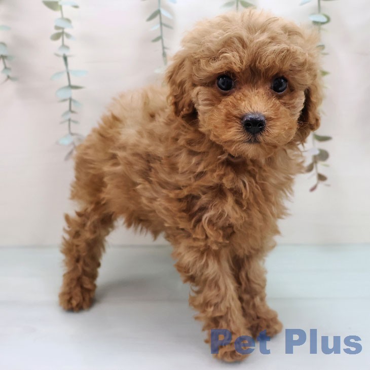 トイ・プードルの写真2