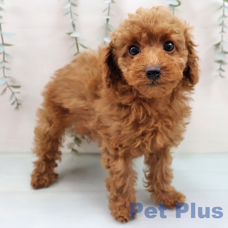 トイ・プードル