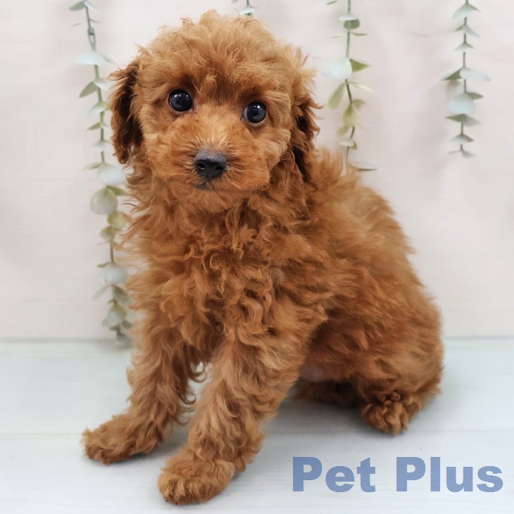 トイ・プードル